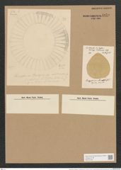 Campylodiscus horologium var. mediterranea Grun. (de-Toni-Nr.: Genus 57, Species 2458) Zeichnungen Sammlung Grunow Nr. 4950 (NHMW-BOT-W0373168)